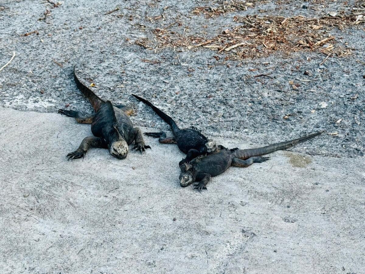 ガラパゴス諸島で見たい動物11選！どこの島にいるか分かる図鑑